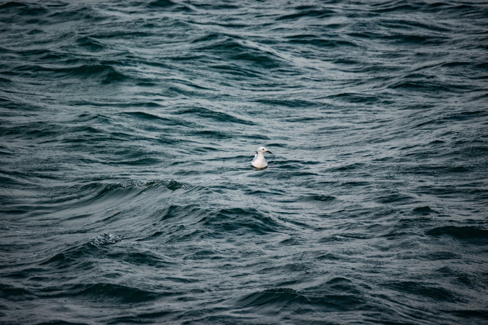 a seagull swimming in the ocean on a cloudy day