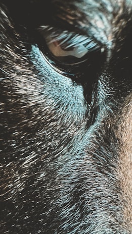 A close-up of a pet's shiny fur after a grooming session.