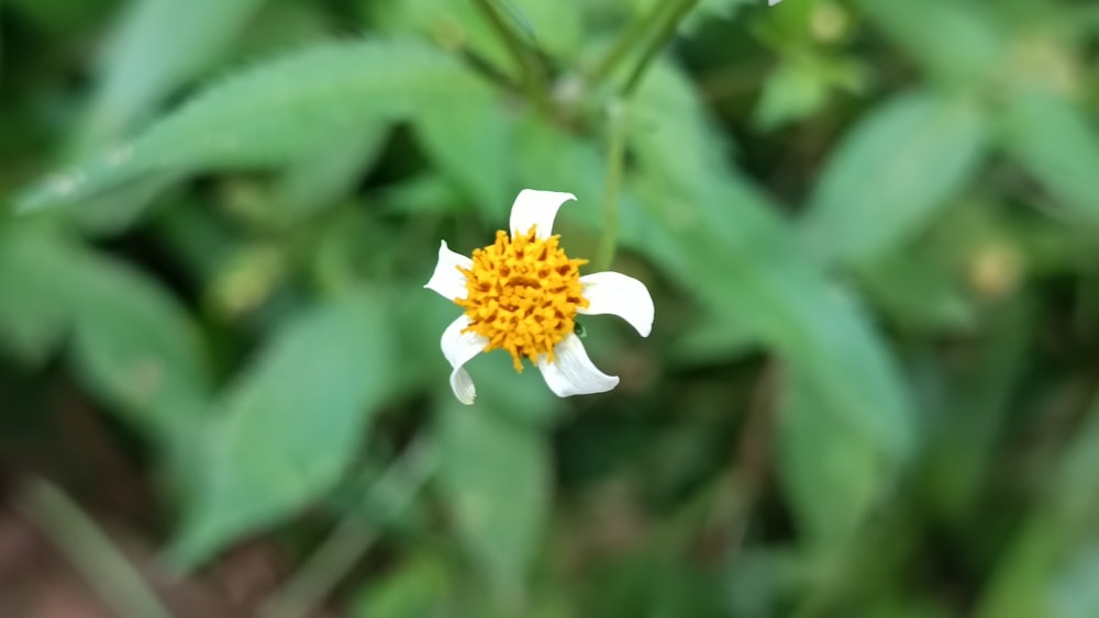 a white and yellow flower with green leaves in the background