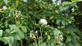A cluster of wildflowers, some with fluffy white tops and others with closed buds, surrounded by lush green foliage.