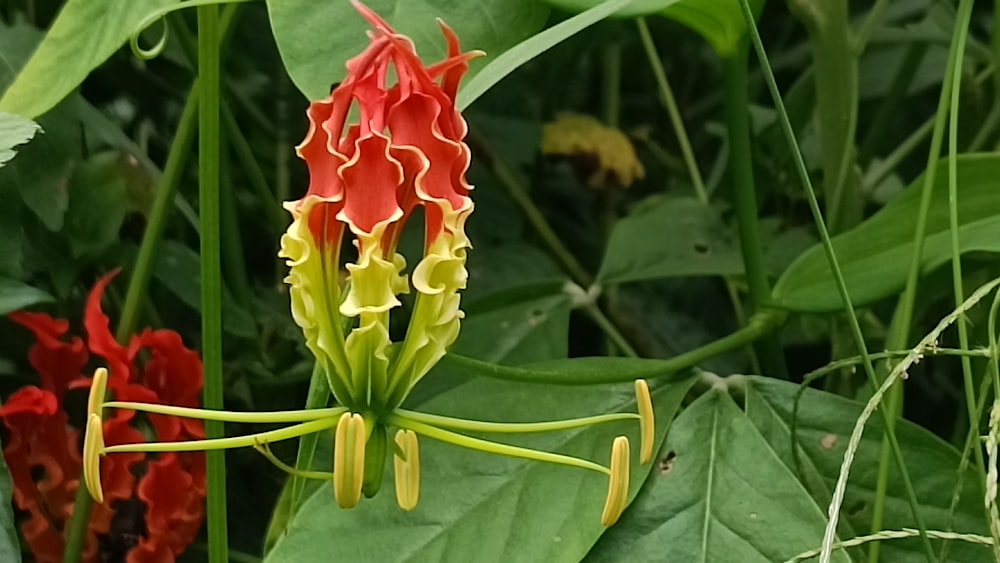 a red and yellow flower with green leaves