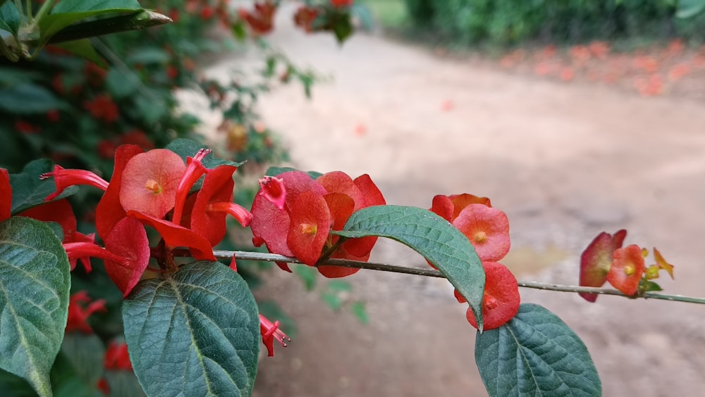 a branch with red flowers and green leaves