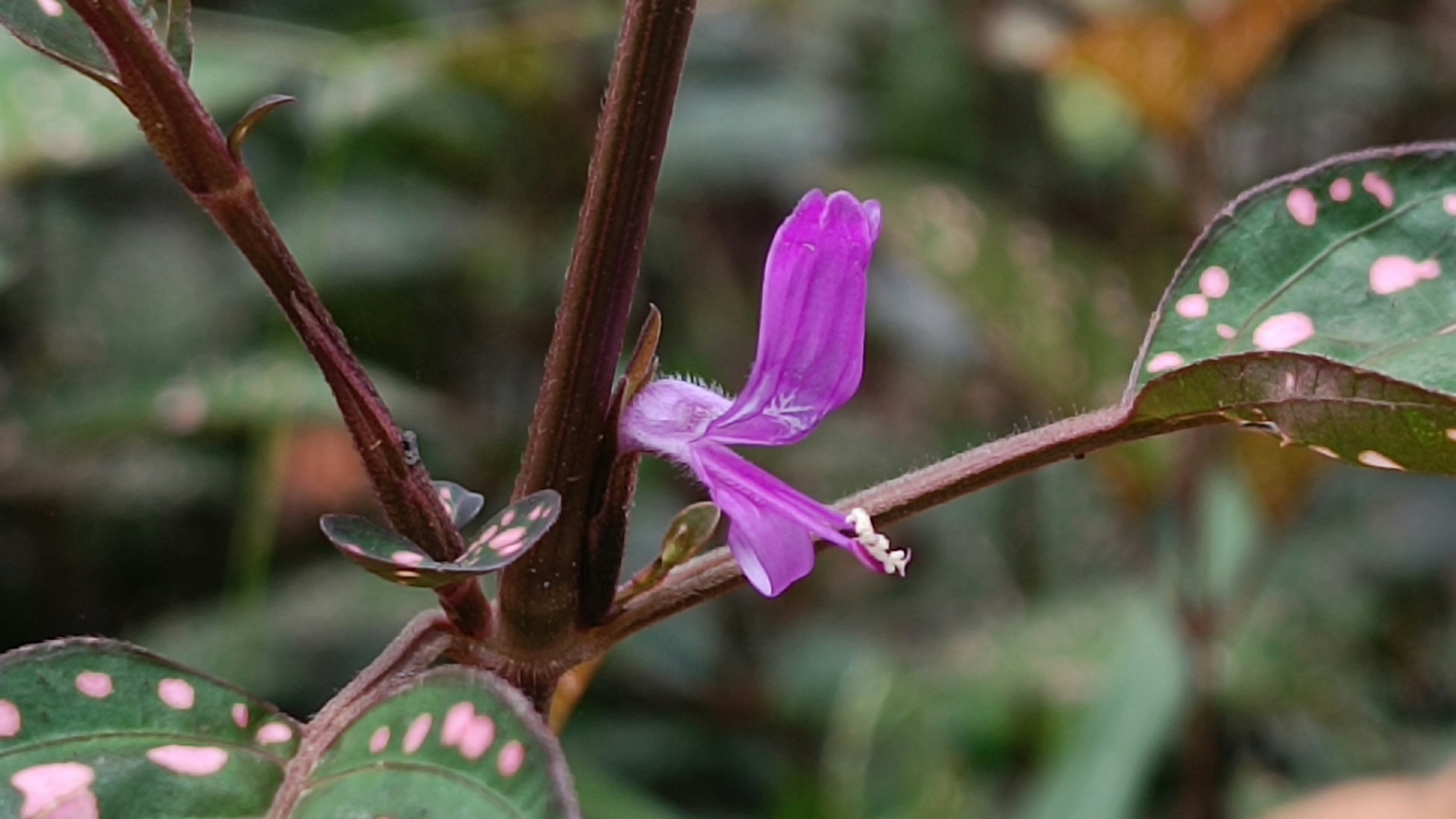A purple flower with white spots on it photo Free Rare flowers Image