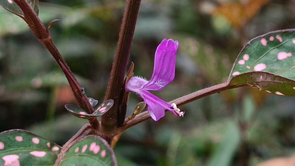 a purple flower with white spots on it