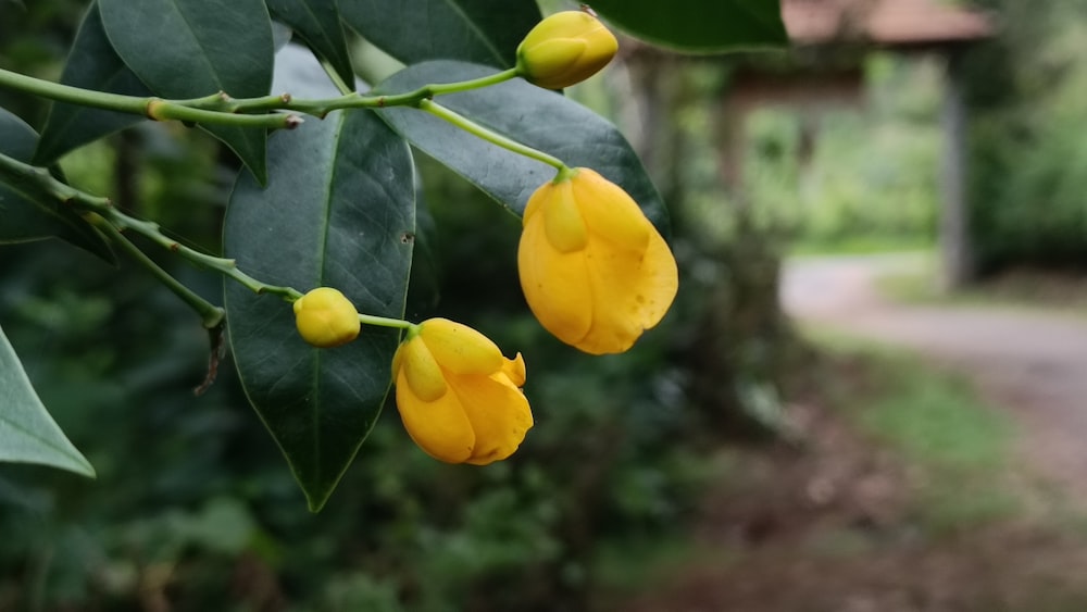 a close up of some yellow flowers on a tree