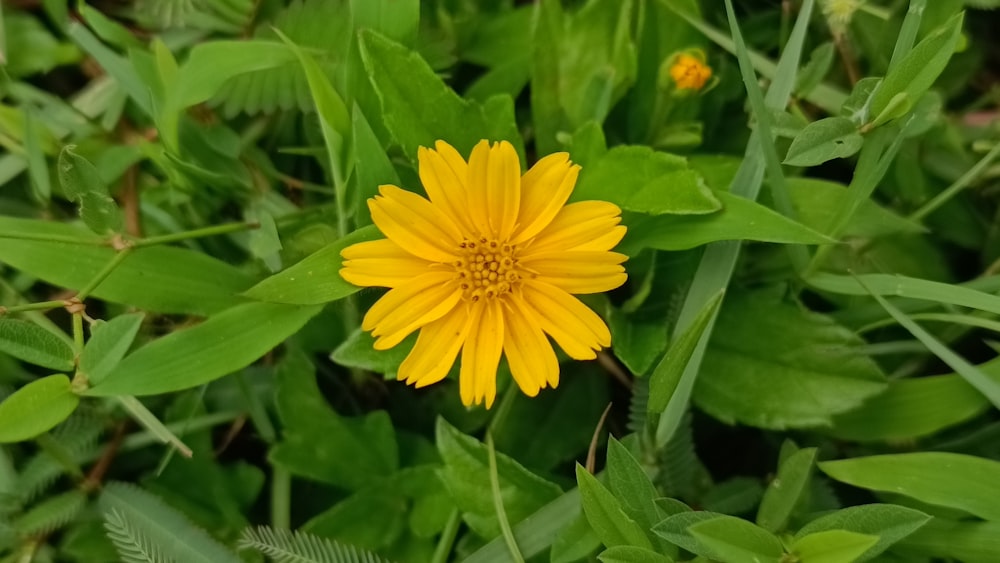 a close up of a yellow flower in a field