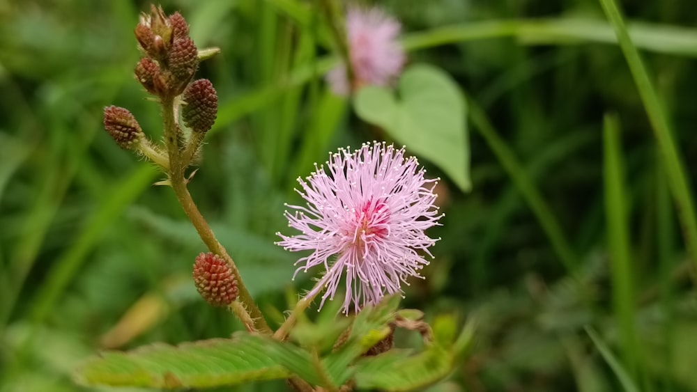 a close up of a pink flower in a field