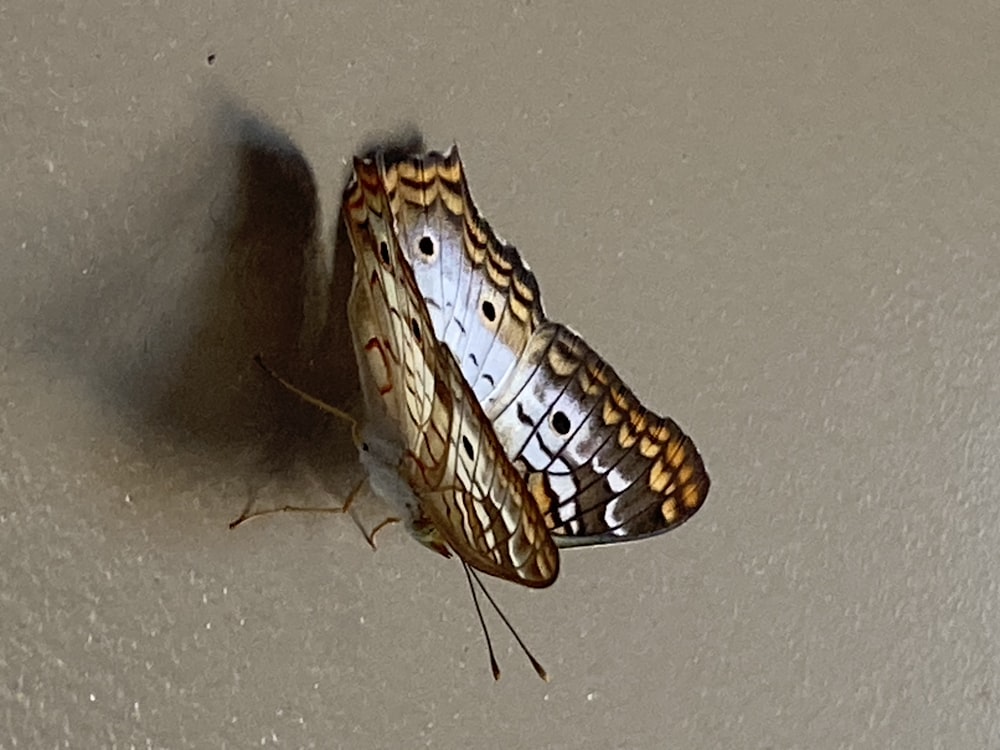 a close up of a butterfly on a wall