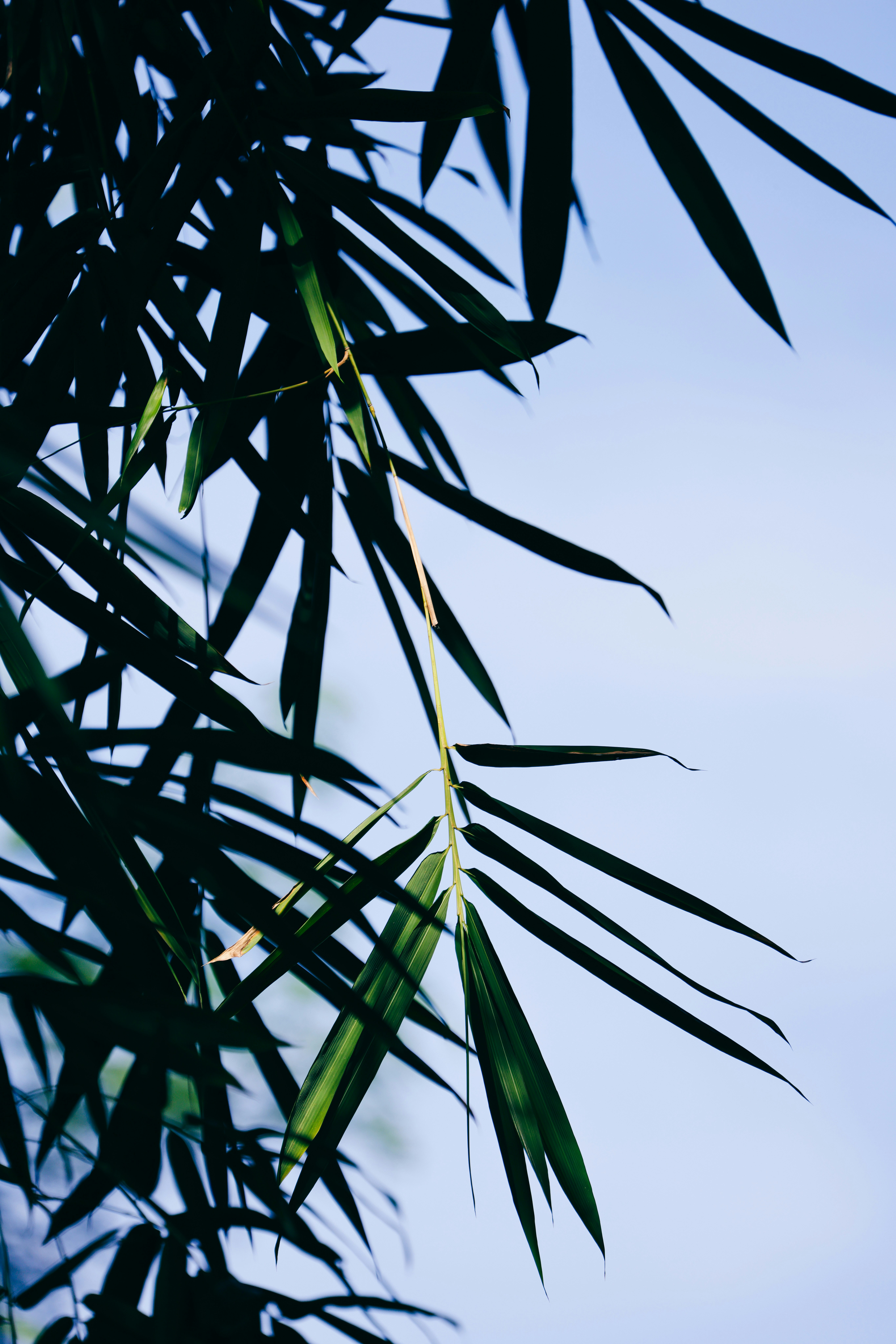 Photo by dickenslin76