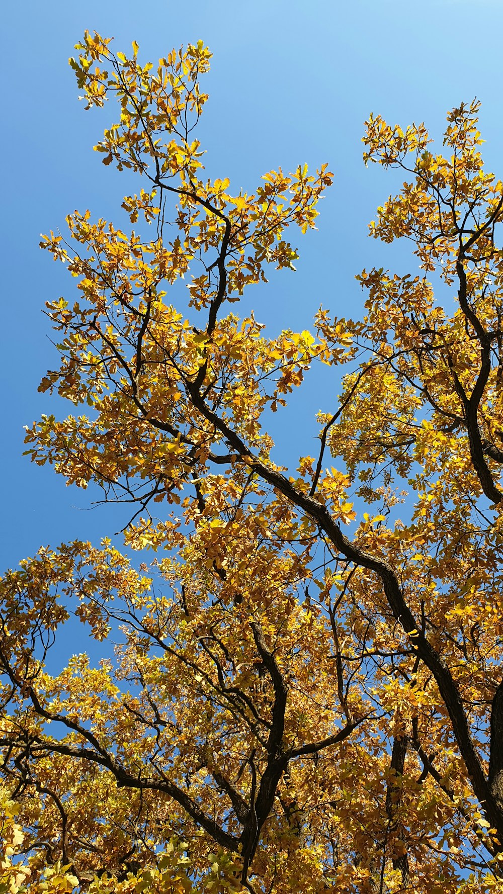 a tree with yellow leaves against a blue sky