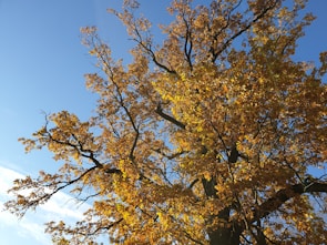 A majestic maple tree in autumn with vibrant red and orange leaves spreading wide.