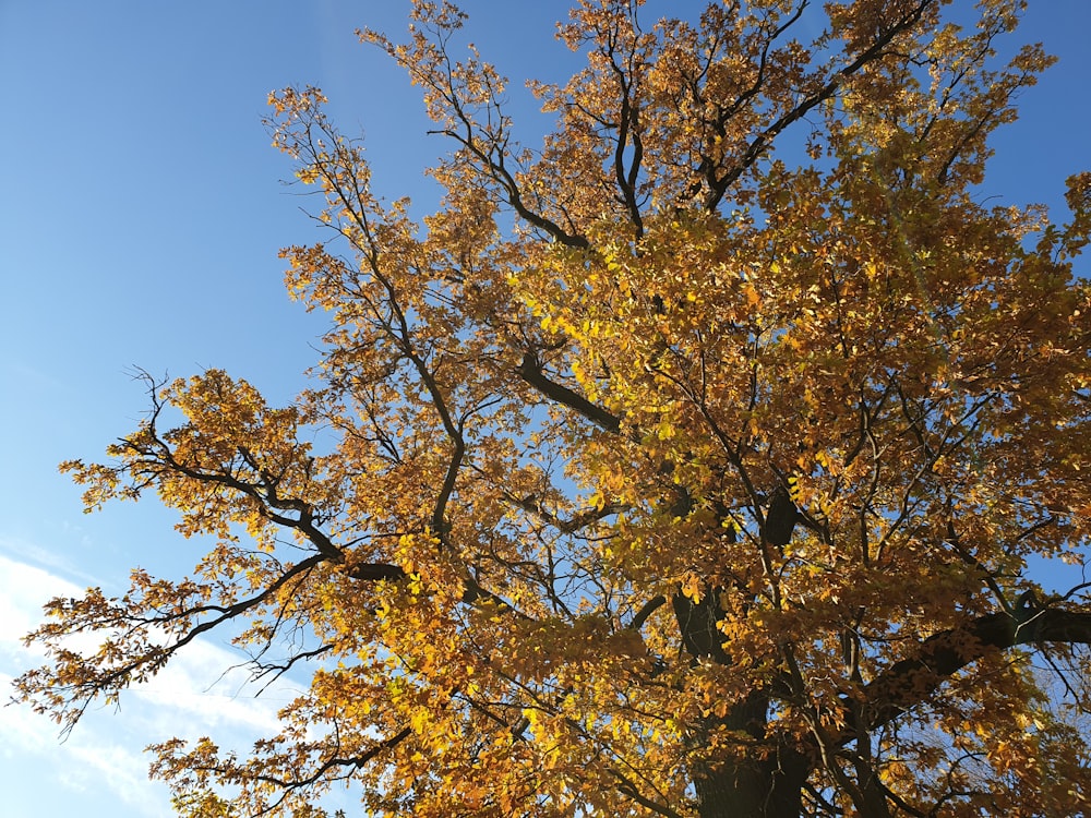 a tree with yellow leaves and blue sky in the background