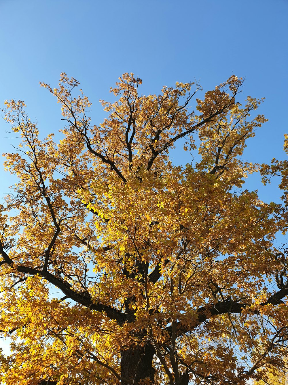 a tree with yellow leaves and a blue sky in the background