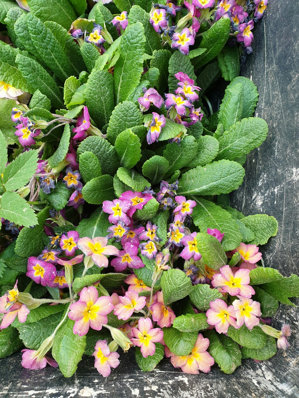 a bunch of flowers that are sitting in the grass