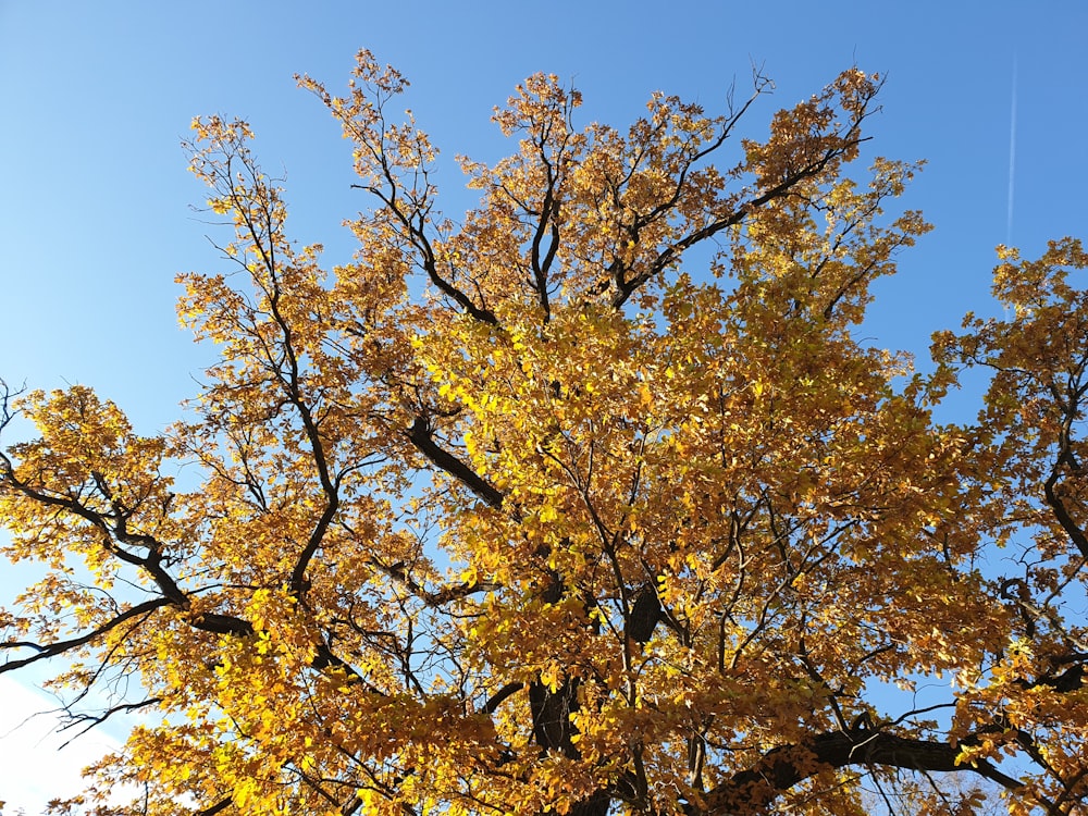 a tree with yellow leaves and blue sky in the background