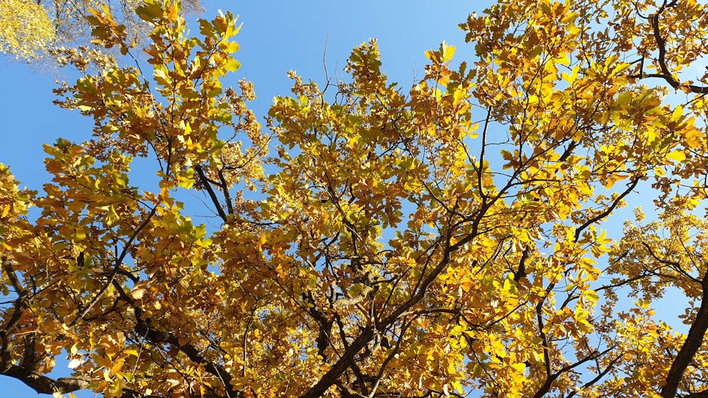 a tree with yellow leaves and a blue sky in the background