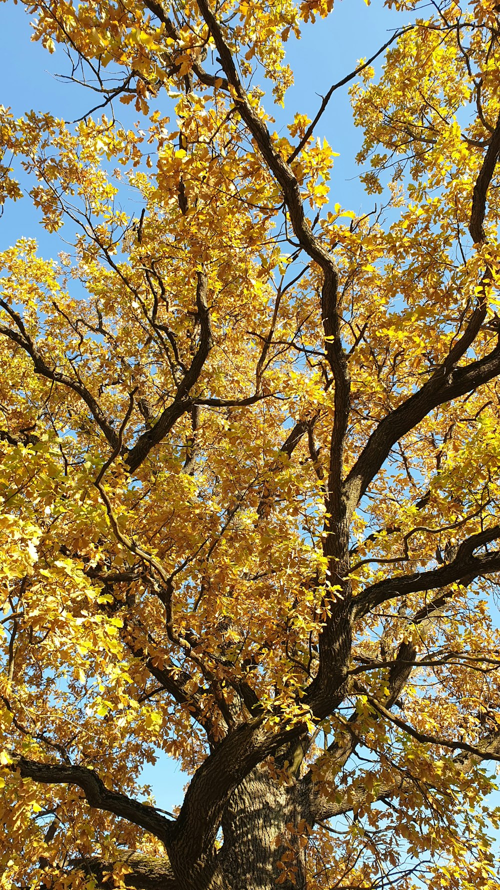 a large tree with lots of yellow leaves