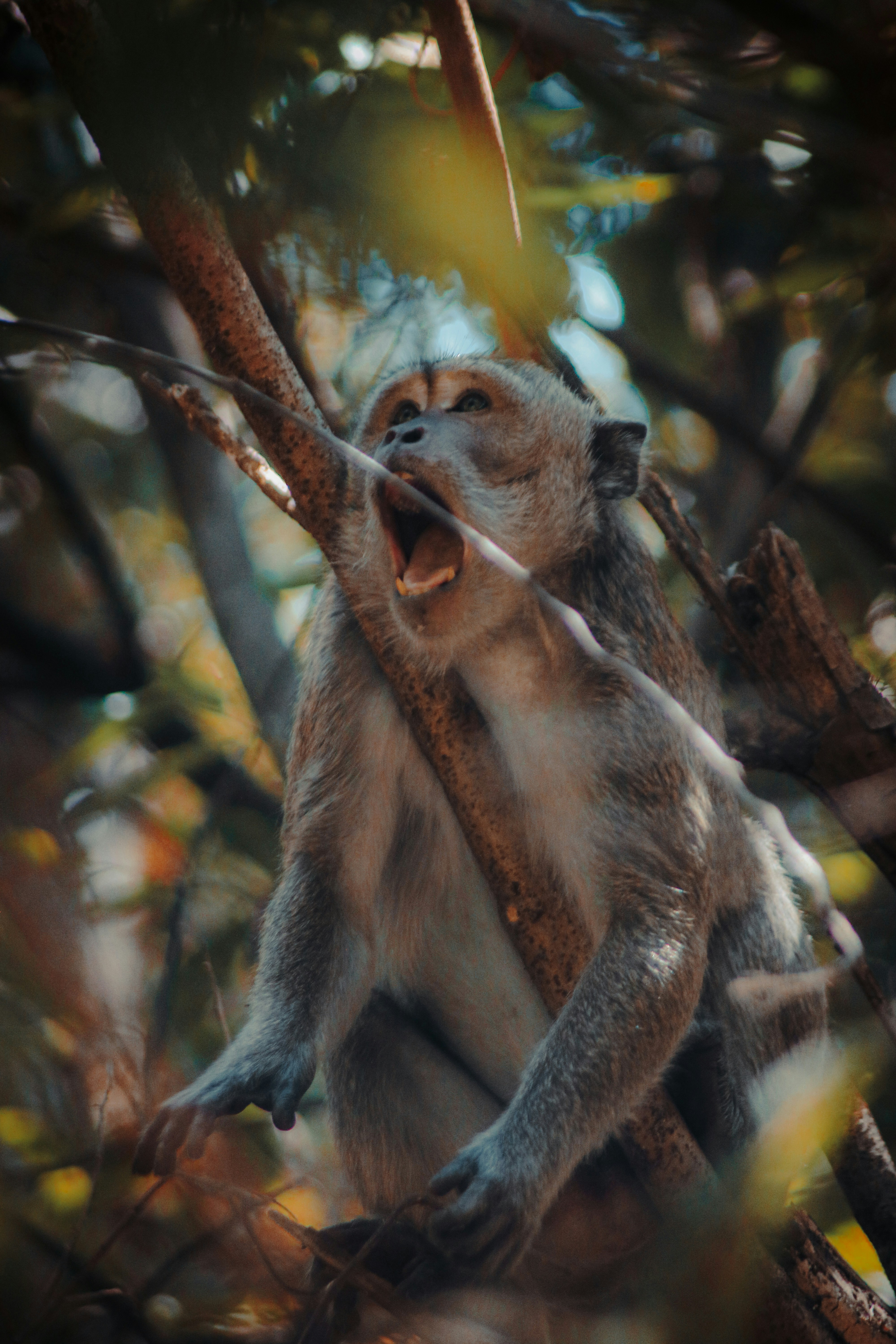 a monkey that is sitting in a tree