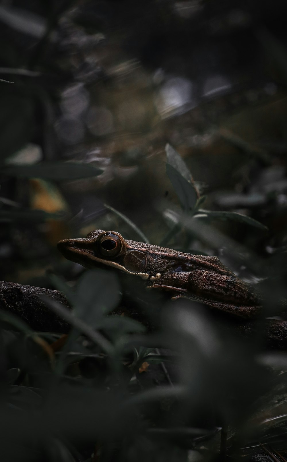 a small lizard sitting on top of a tree branch