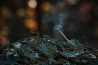 A friendly snake peeking out from lush green leaves, inviting connection.