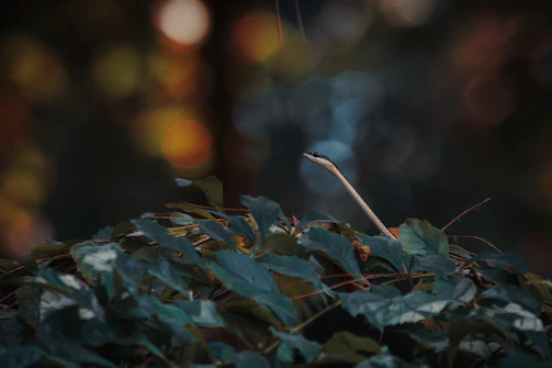 A friendly snake peeking out from lush green leaves, inviting connection.