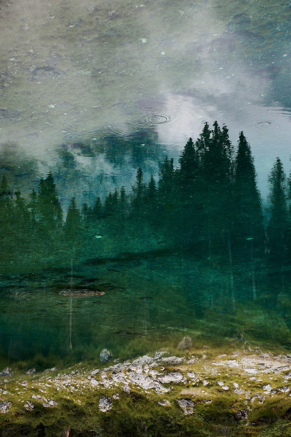 a painting of a forest with a lake in the foreground