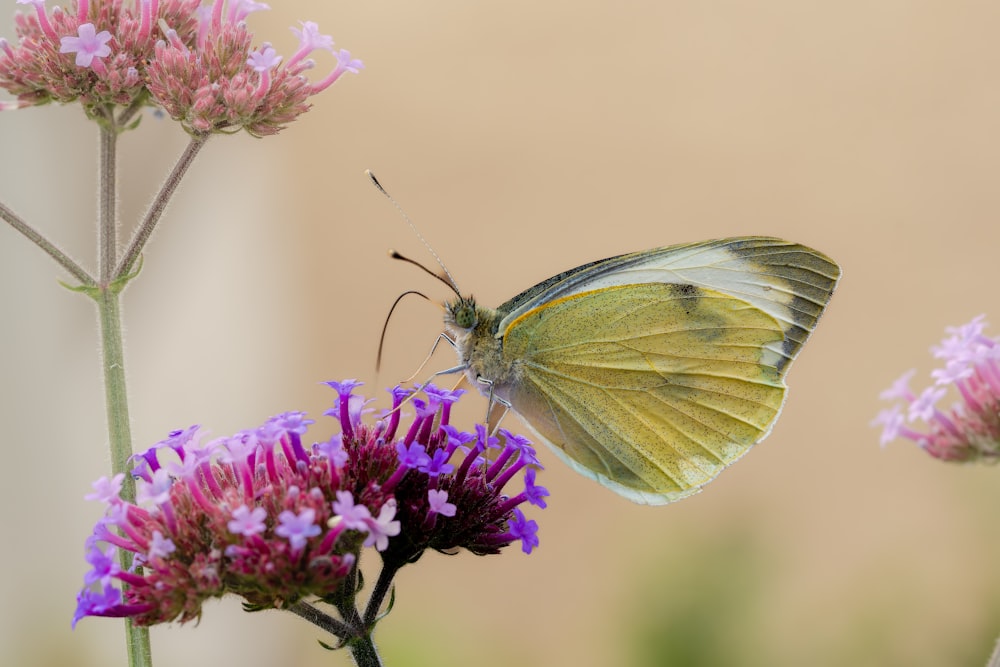 a yellow butterfly sitting on top of a purple flower