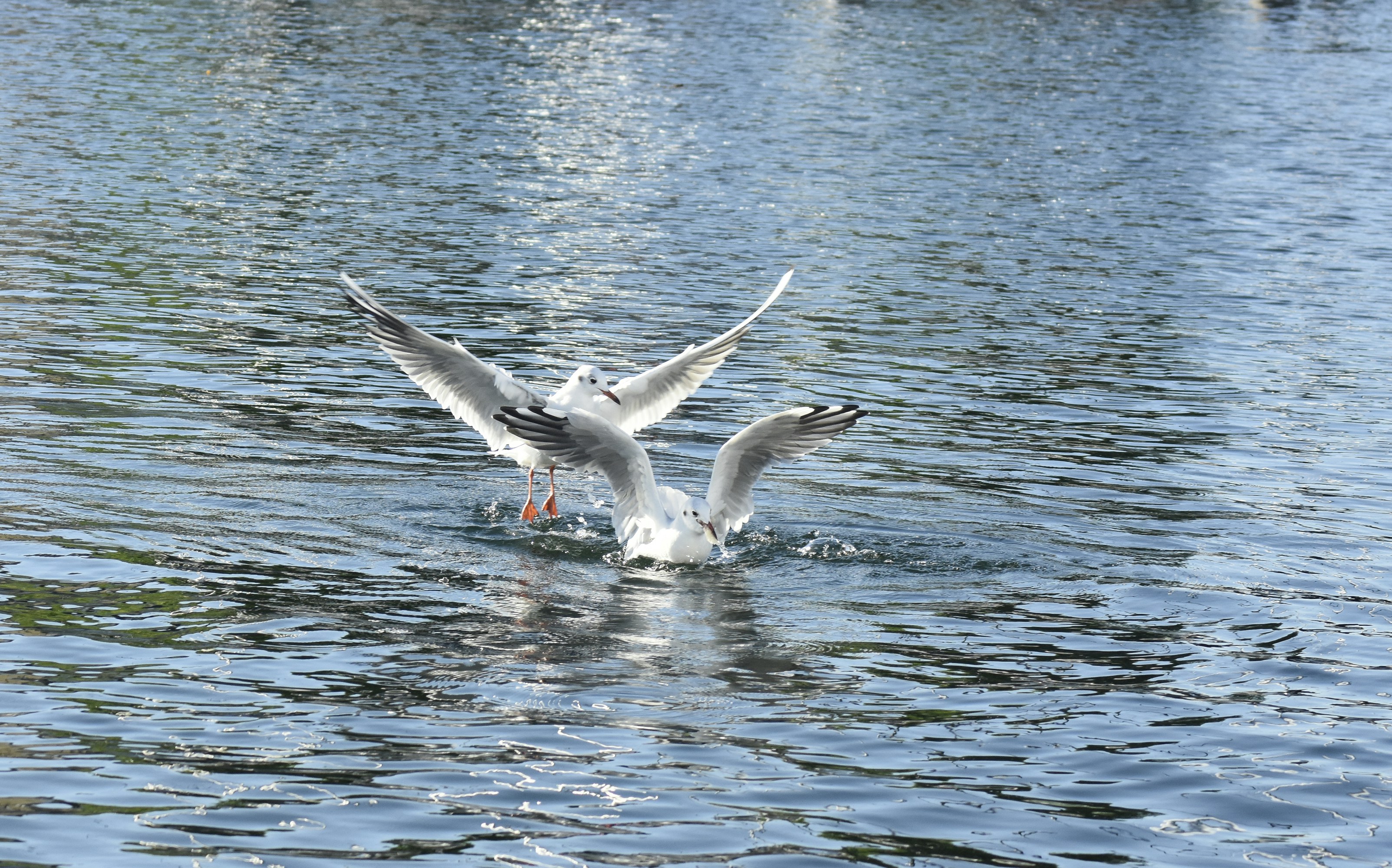 Un gabbiano che decolla da uno specchio d'acqua