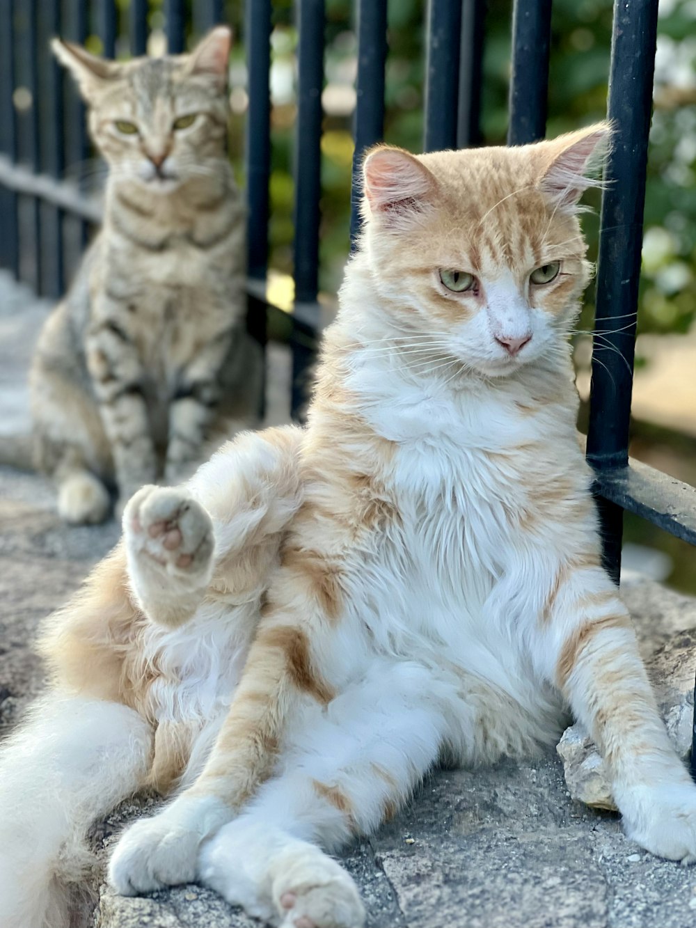a couple of cats sitting on top of a sidewalk