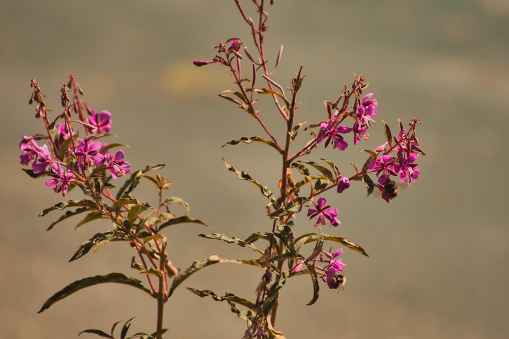 uma planta com flores roxas na frente de um corpo de água