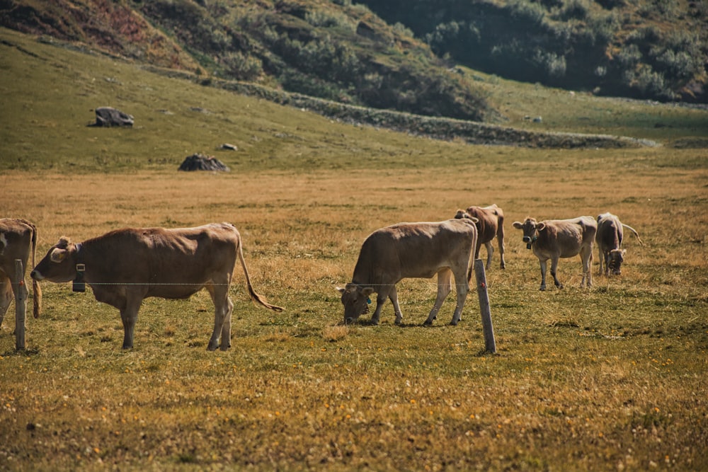 a herd of cattle grazing on a lush green hillside