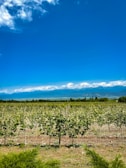 A scenic view of Armenia's lush vineyards in the background.