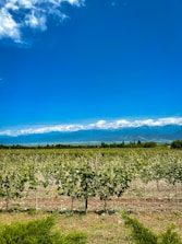 Vineyards under the bright Mendoza sun with mountains in the background.