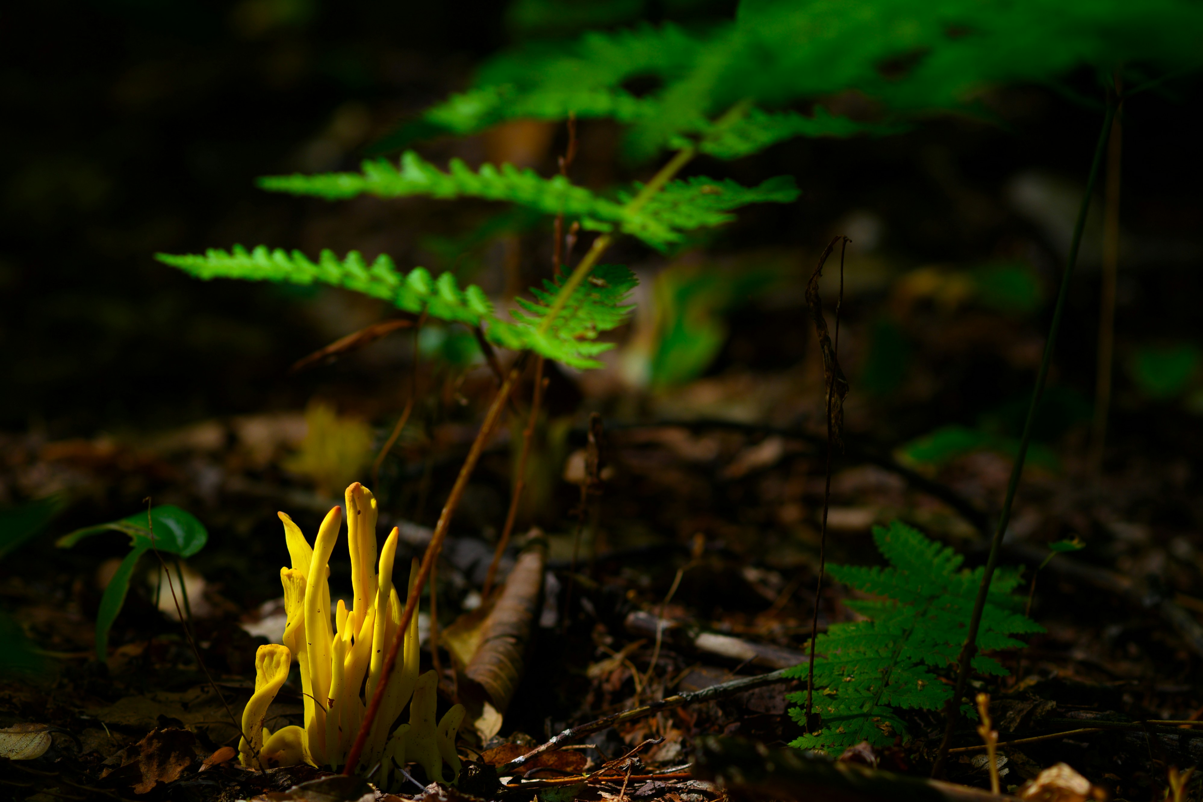 a close up of a yellow flower in a forest