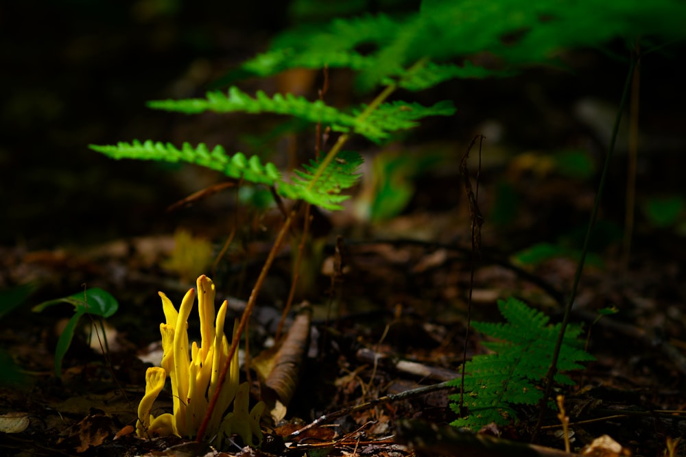 a close up of a yellow flower in a forest