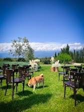 An outdoor view of the property arranged for a dog sport event.