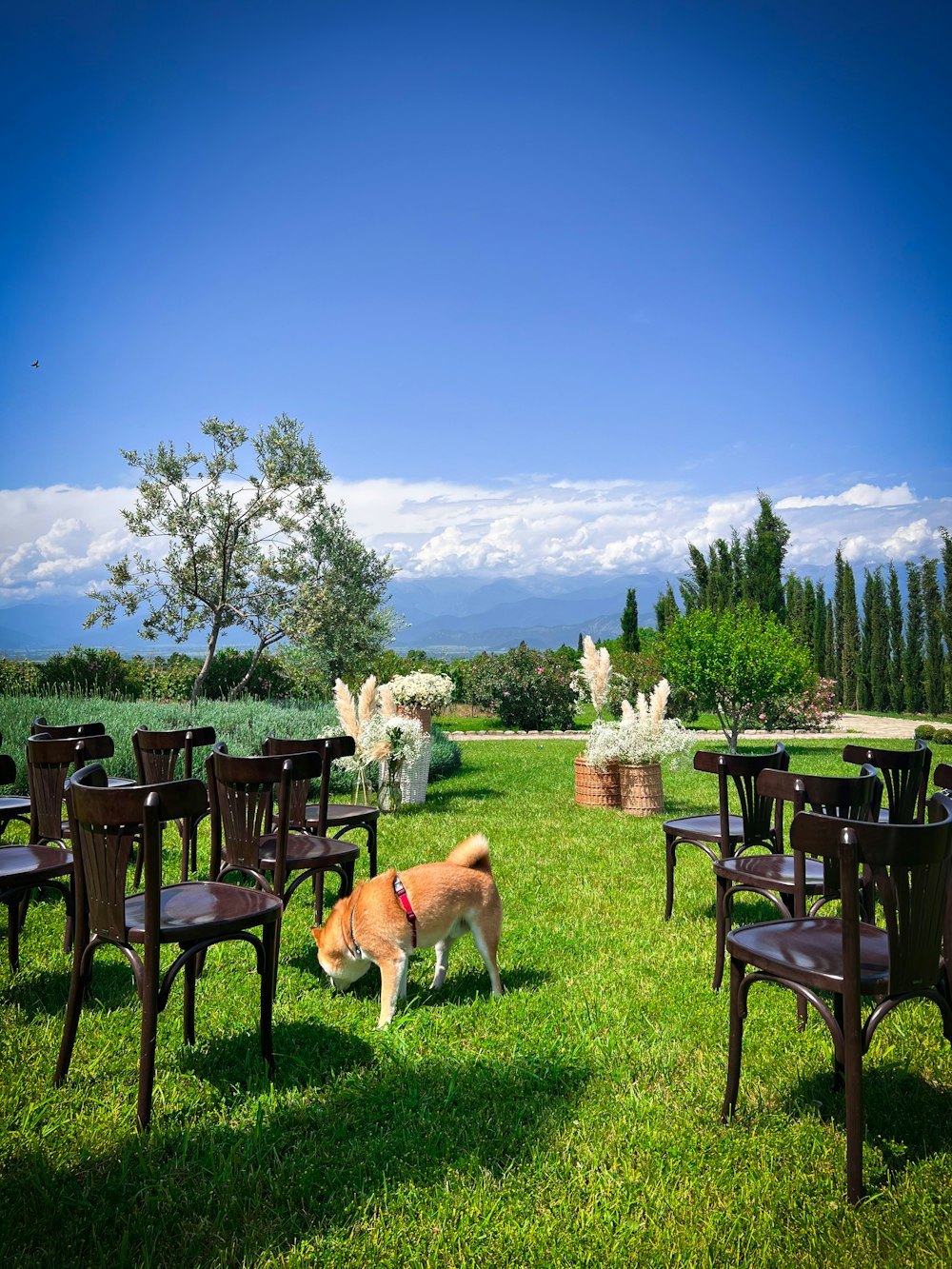 a brown and white dog standing on top of a lush green field