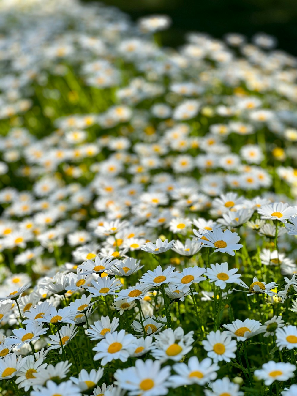 a field full of white and yellow flowers