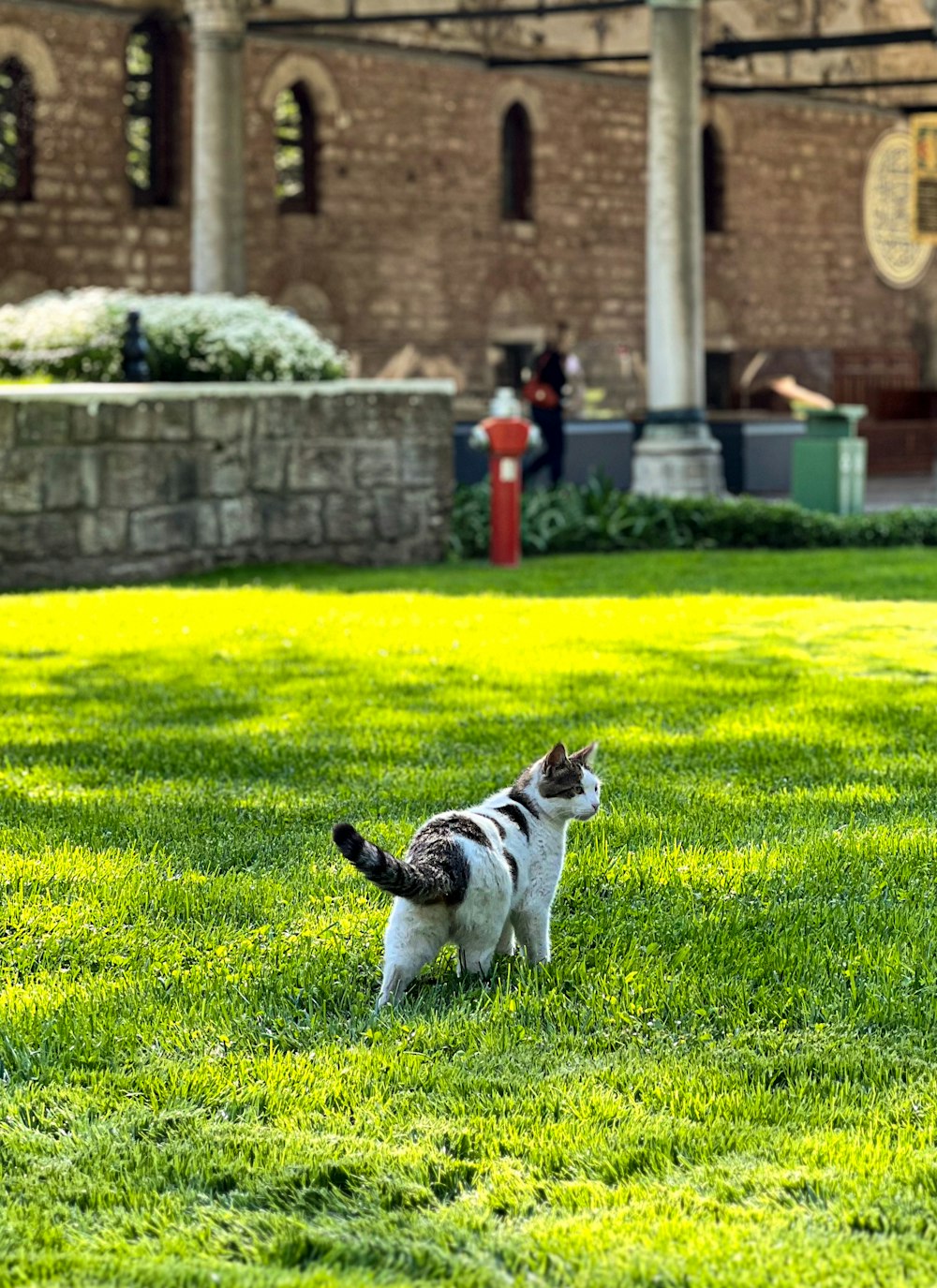 a cat standing on top of a lush green field