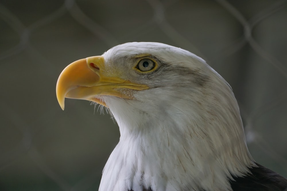 a close up of a bald eagle behind a chain link fence