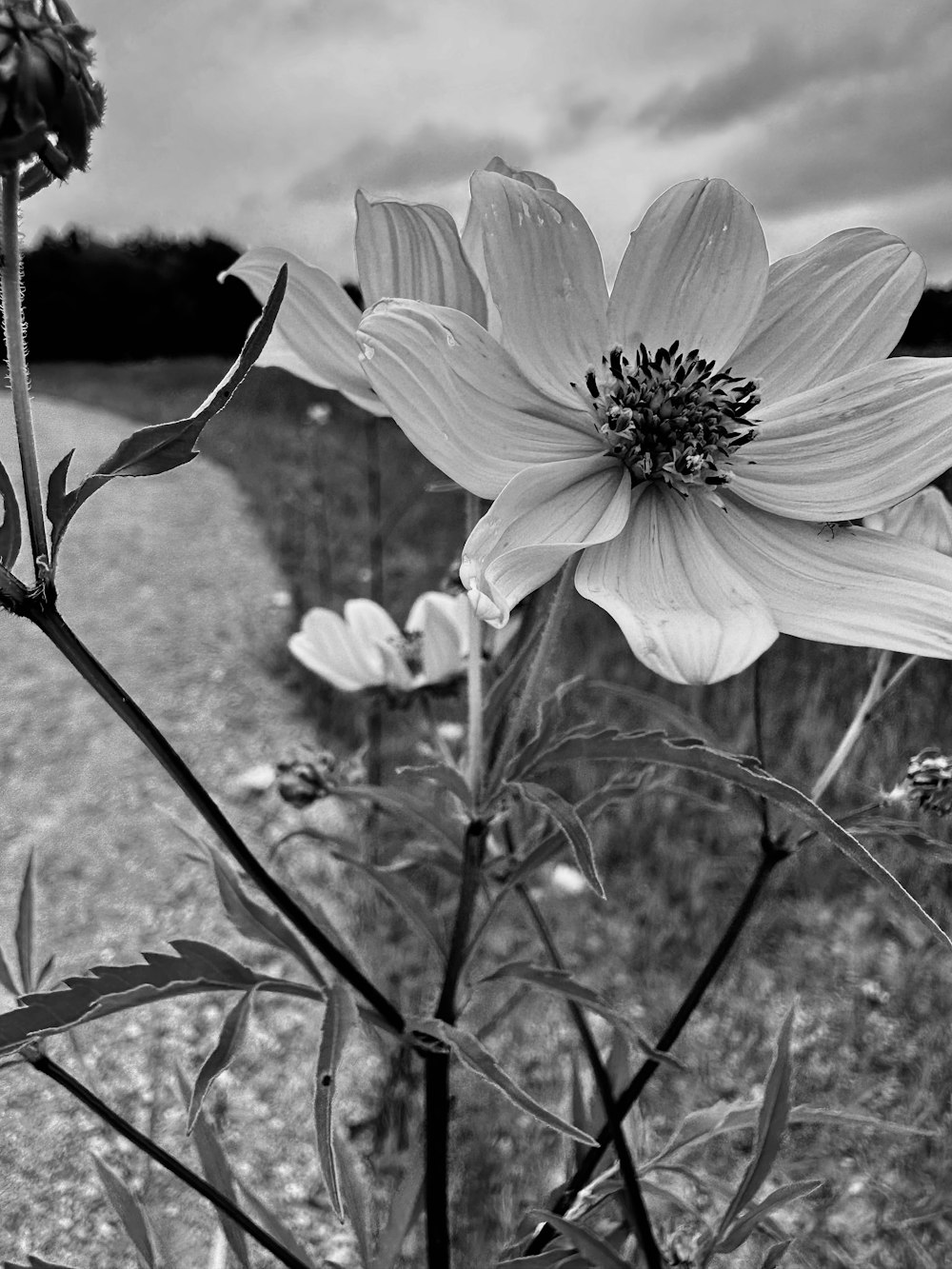 a black and white photo of a flower