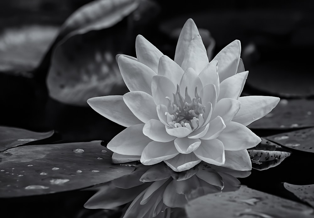 Une photo en noir et blanc d’un nénuphar