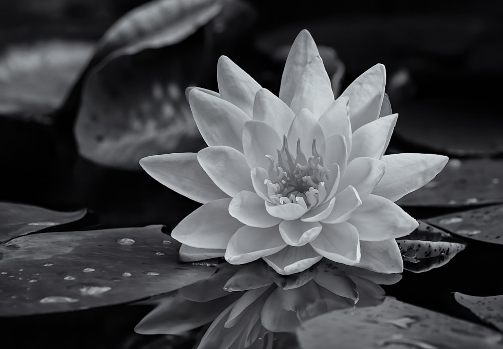 a black and white photo of a water lily