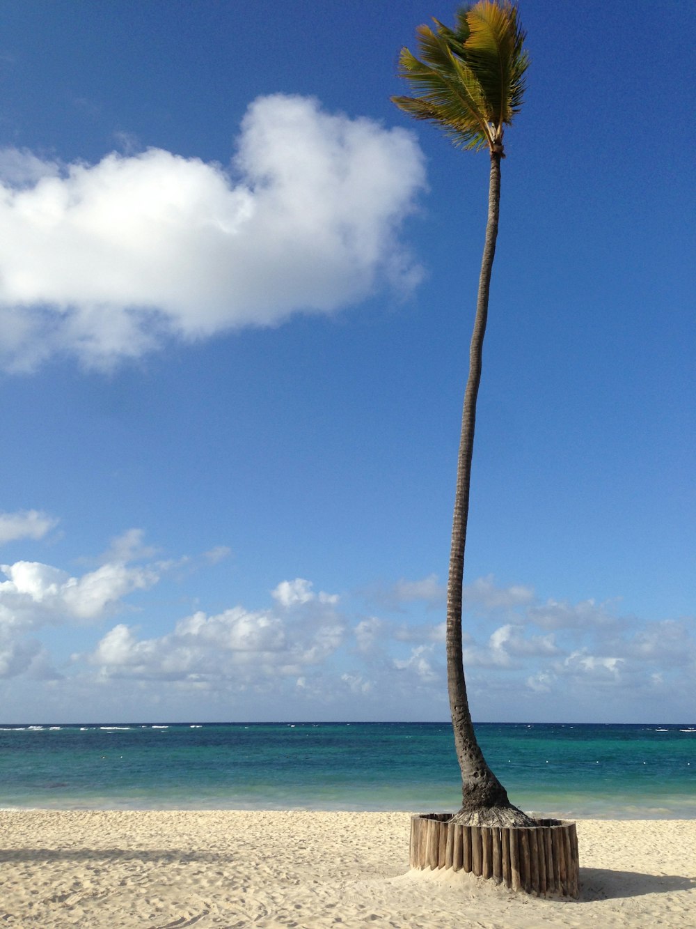a palm tree on a beach with a blue sky in the background