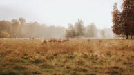 Wild deer grazing quietly in a mist-shrouded forest clearing at dawn.