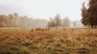 A herd of deer grazing quietly in the early morning mist by the lodge.