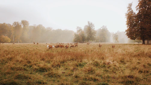 A herd of deer grazing quietly in the early morning mist by the lodge.