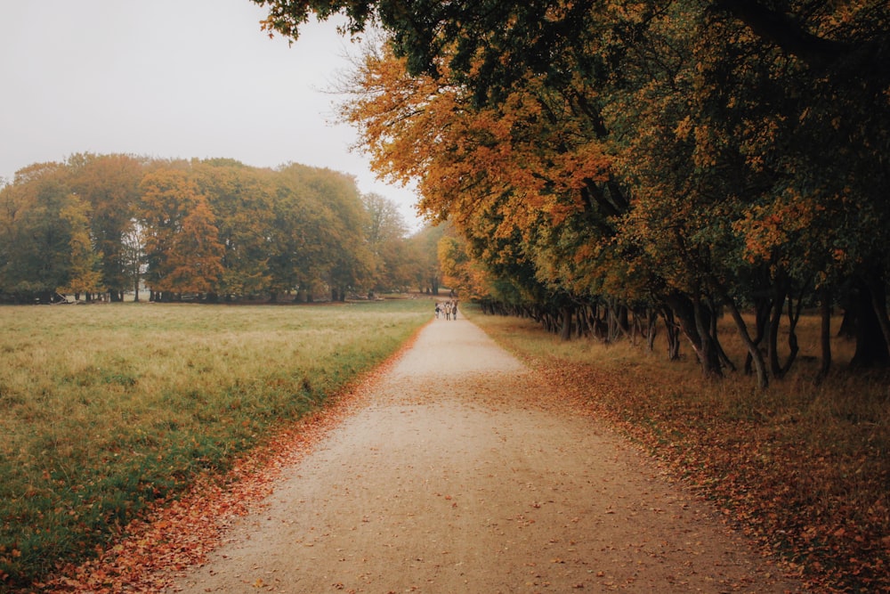 a dirt road surrounded by trees and grass