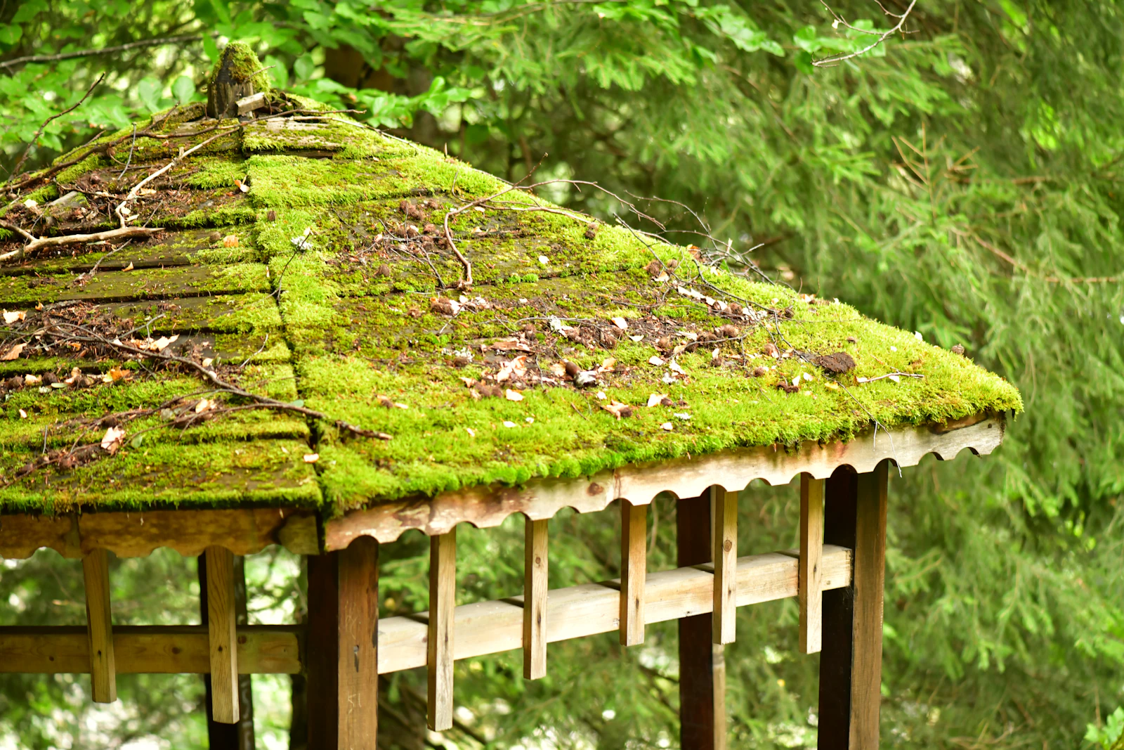 Moss covered roof in front of a forest