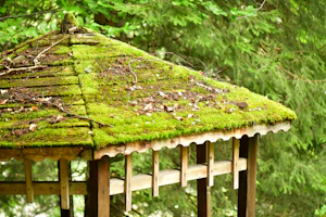 Moss covered roof in front of a forest